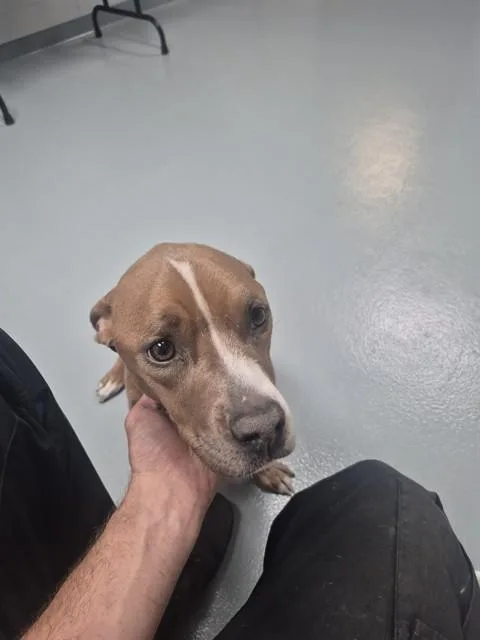 A young small-sized female Pit Bull Terrier dog named Bonnie for adoption in Saint Cloud, FL