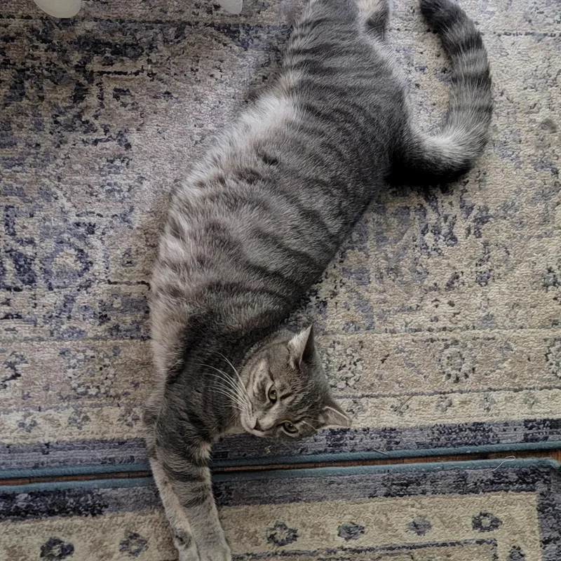 A young medium-sized male Gray / Blue / Silver Domestic Short Hair cat named Grayson for adoption in GEORGETOWN, SC