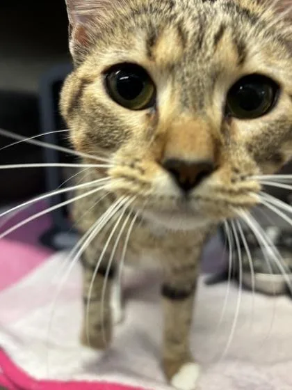 An adult medium-sized female Domestic Short Hair cat named Sonya for adoption in Lafayette, IN