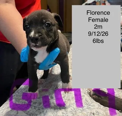 A baby small-sized female American Staffordshire Terrier dog named Florence for adoption in Welling, OK