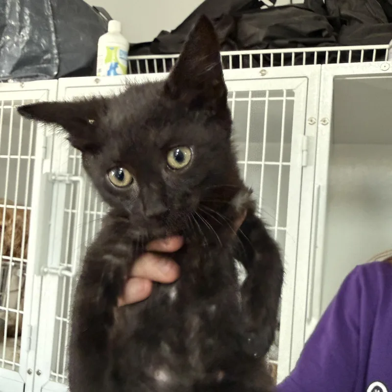 A baby medium-sized male Domestic Short Hair cat named Gutter for adoption in Columbia, SC
