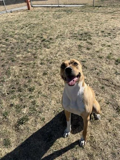 Poppyseed thumbnail 2