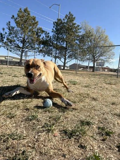 Poppyseed thumbnail 3