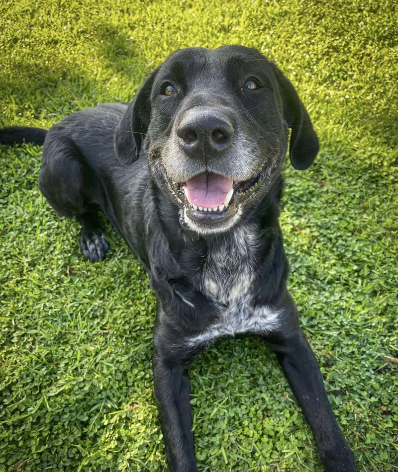 Huckleberry thumbnail 2