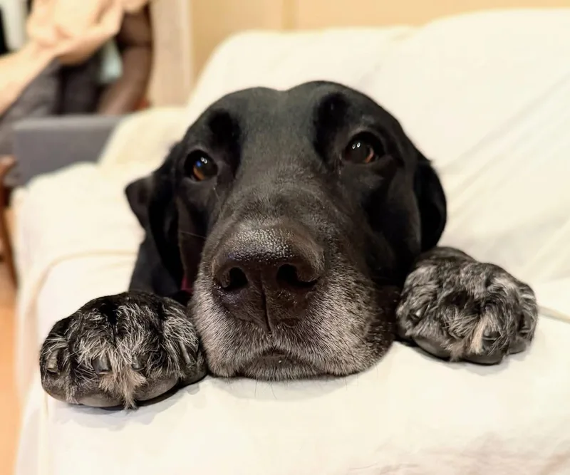 Huckleberry thumbnail 3