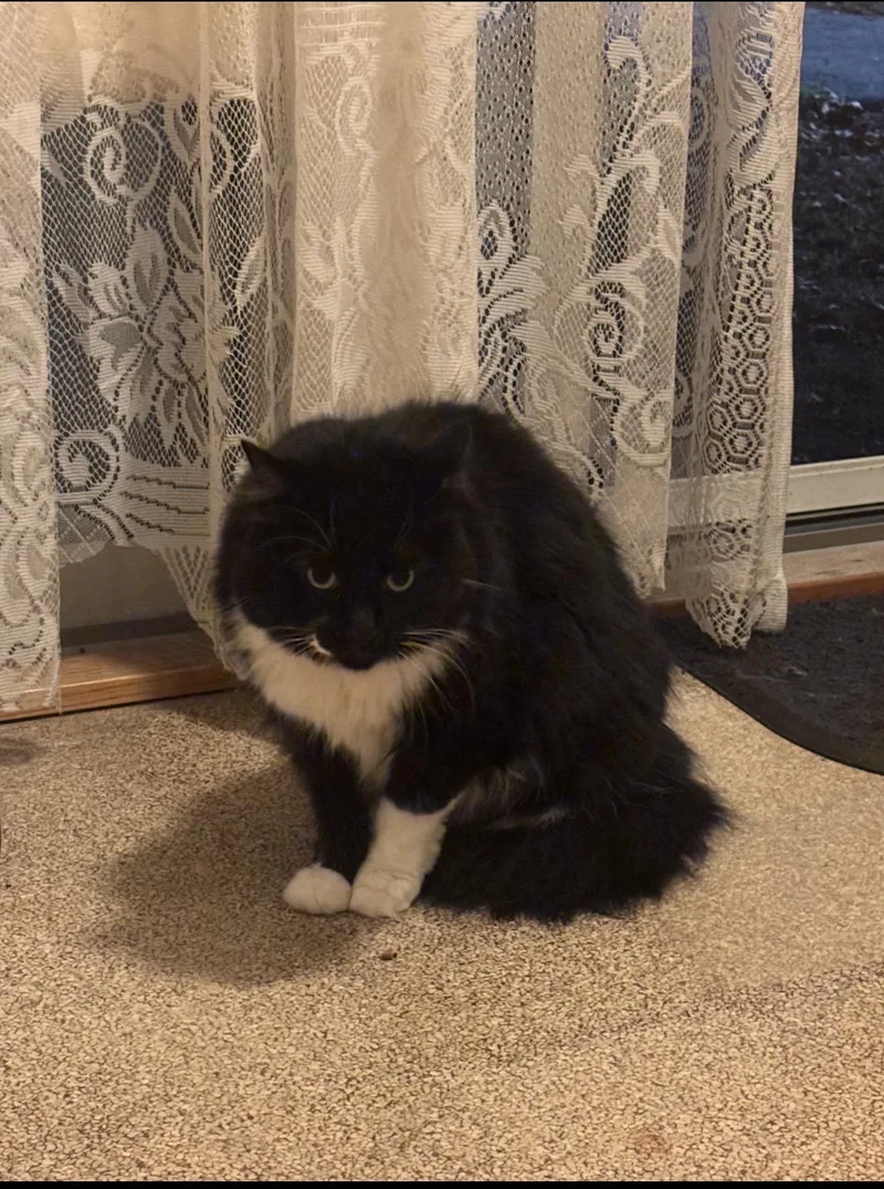 An adult large-sized female Black & White / Tuxedo Domestic Long Hair cat named Tootsie for adoption in WARREN, RI