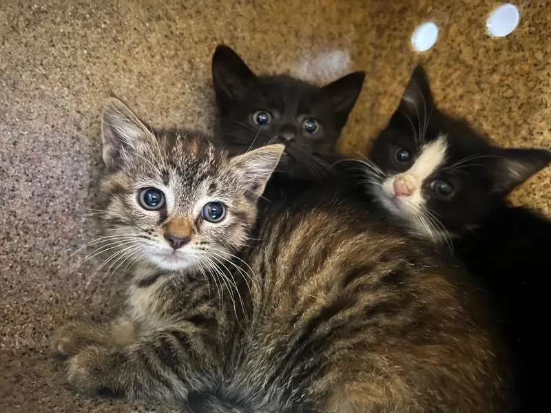 A baby small-sized male Domestic Short Hair cat named Andrew for adoption in Murray, KY