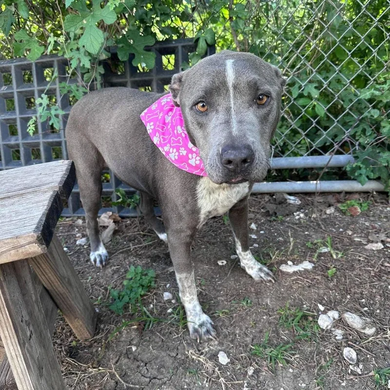 An adult medium-sized female Blue Lacy dog named Harley Jade Smith for adoption in Saugus, MA