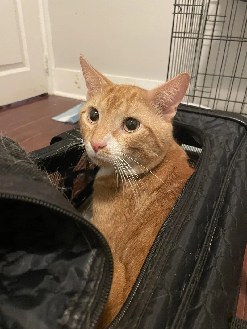 Garfield thumbnail 2