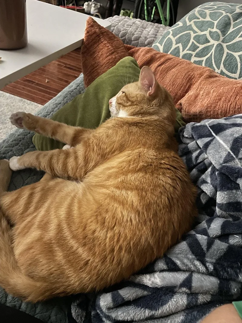 Garfield thumbnail 3