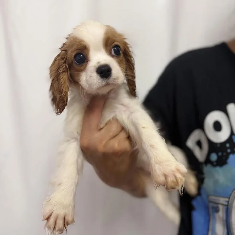 A baby small-sized female Cavalier King Charles Spaniel dog named Suvi for adoption in Northbrook, IL
