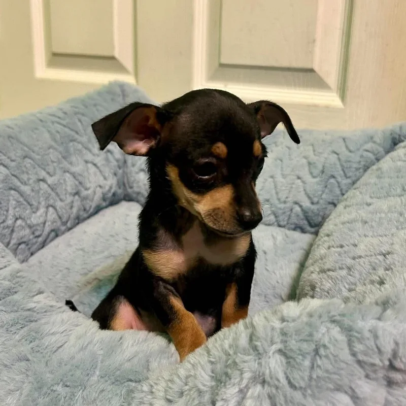 A baby small-sized female Black Chihuahua dog named Ariel for adoption in Fort Worth, TX