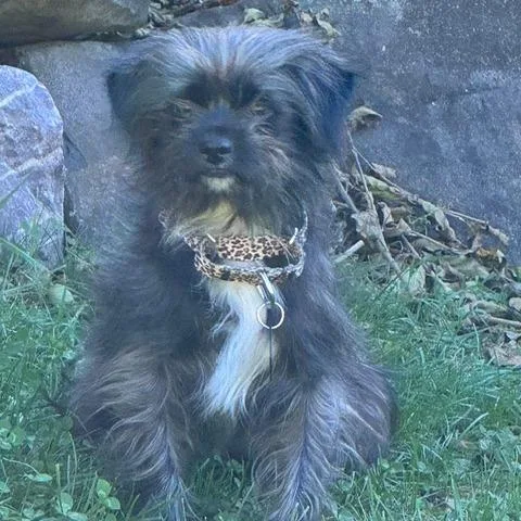 A young medium-sized female Yorkshire Terrier dog named Stella for adoption in Madison, WI