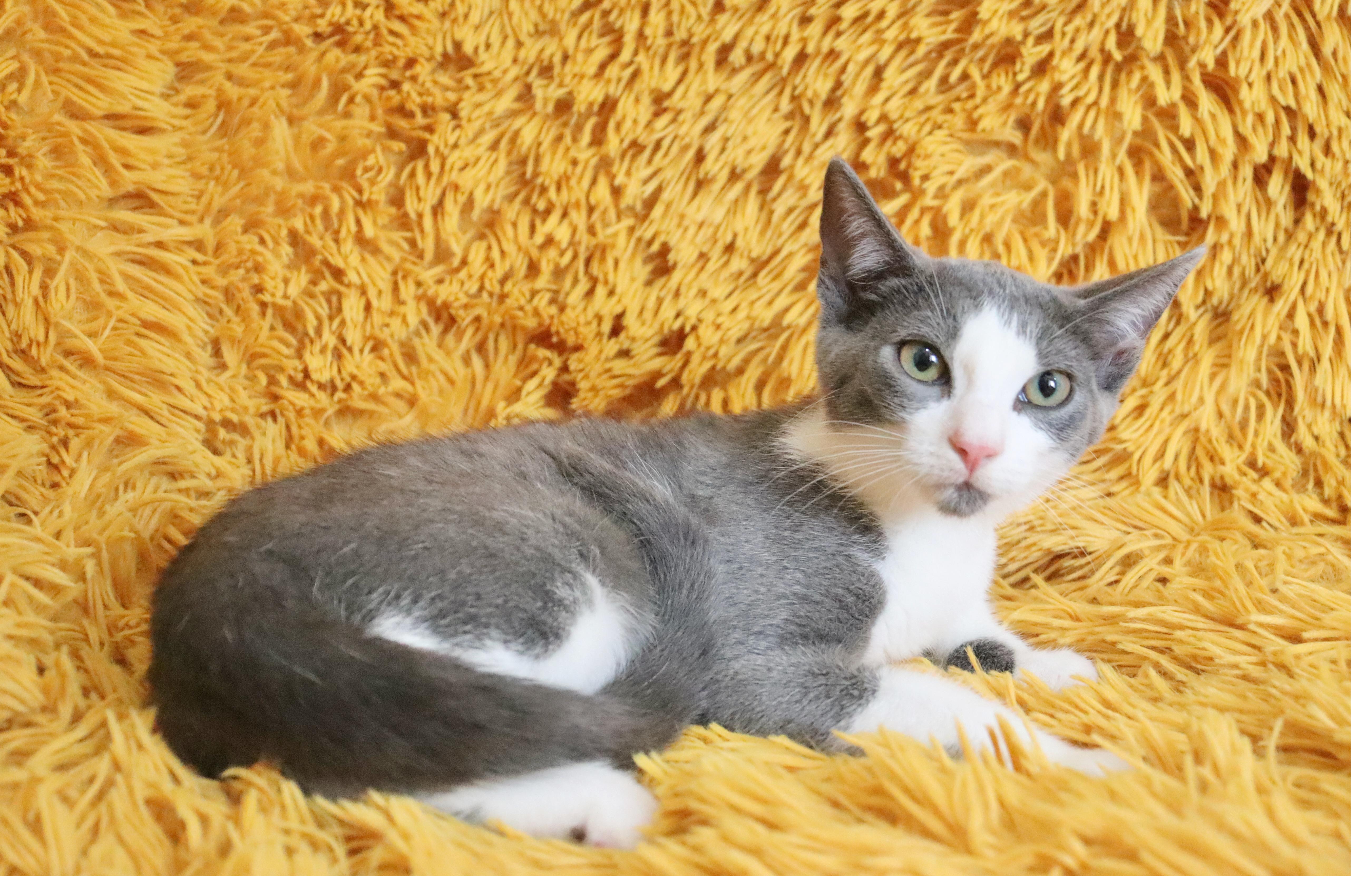 A baby medium-sized female Gray & White Turkish Van cat named Nymeria for adoption in Saint Augustine, FL