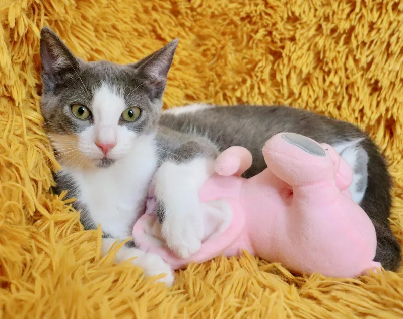 Nymeria thumbnail 2