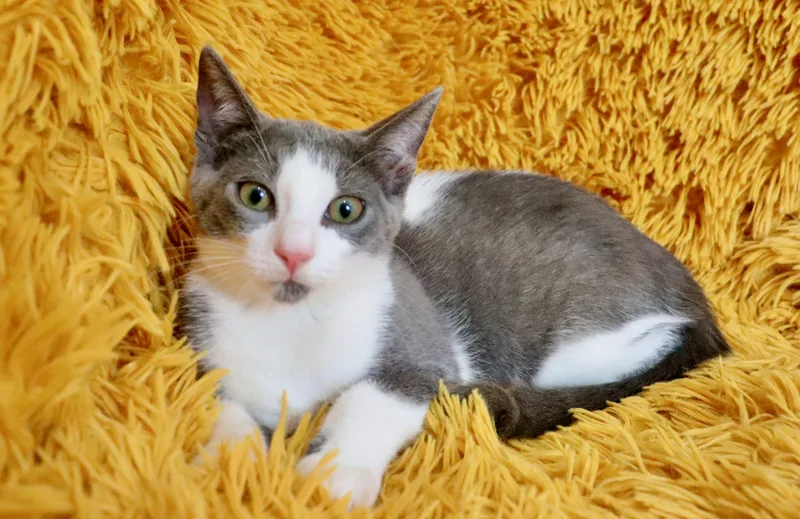 Nymeria thumbnail 3