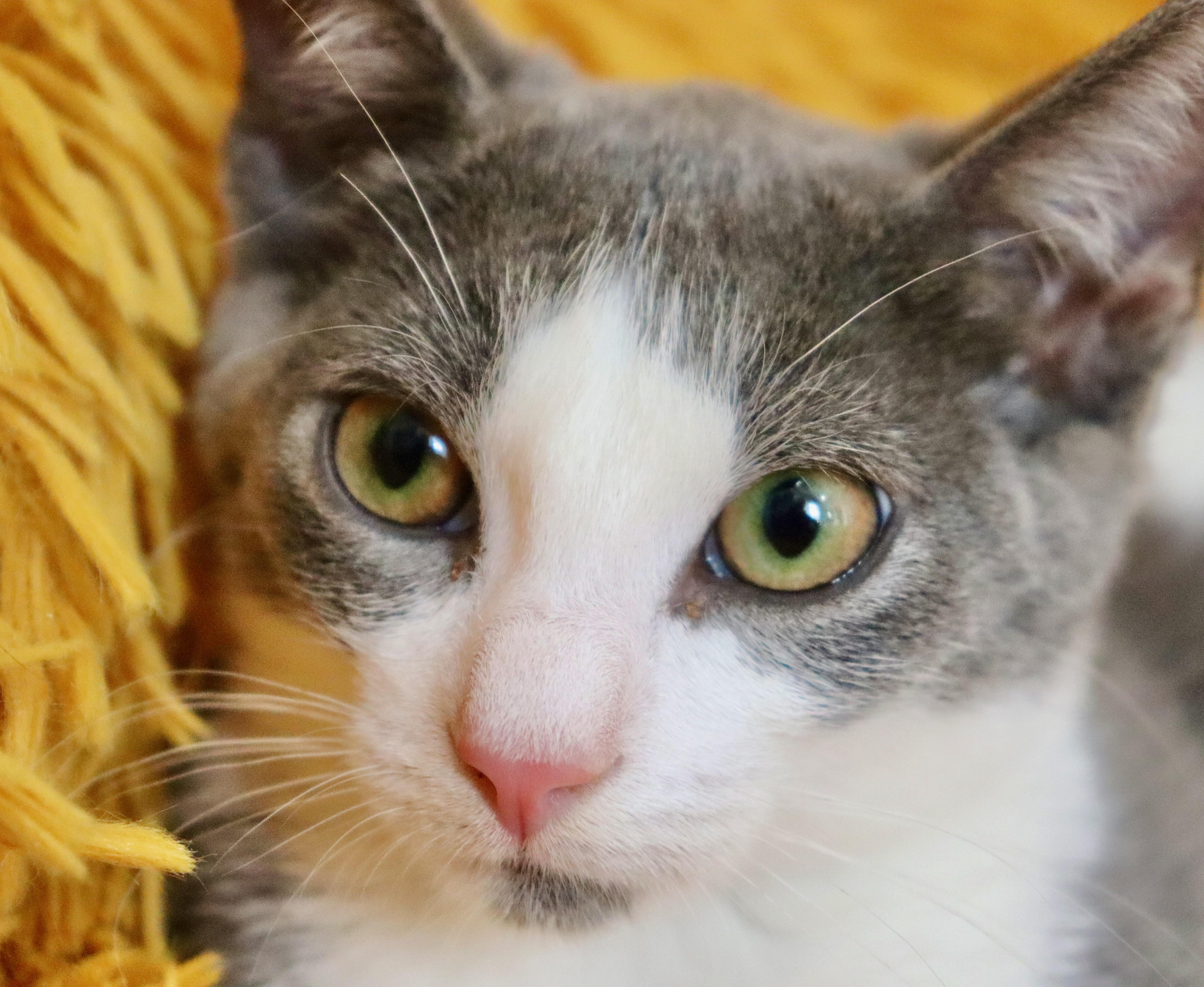 Nymeria thumbnail 4