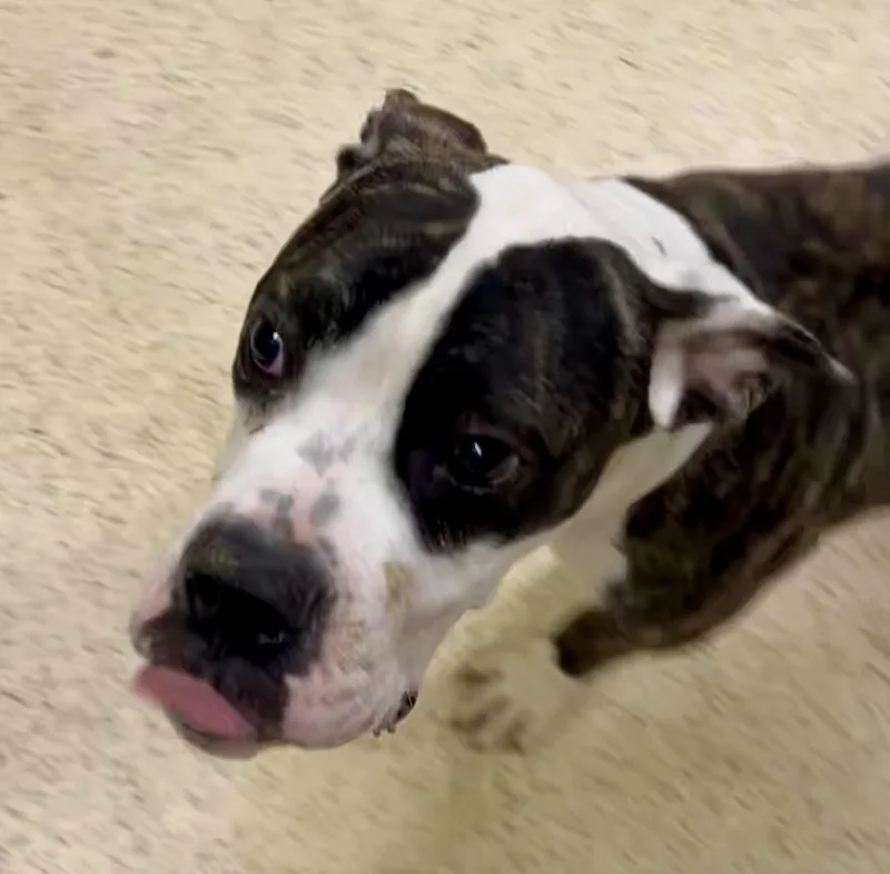 A young large-sized male Boxer dog named Boomstick for adoption in Muncie, IN