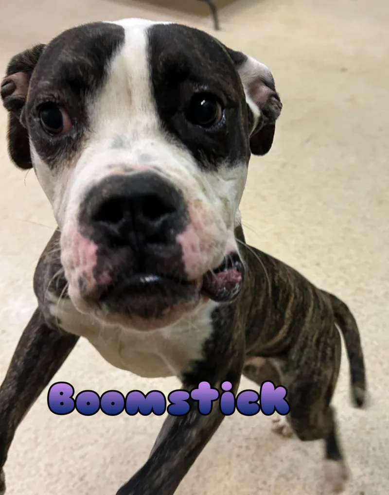 Boomstick thumbnail 5