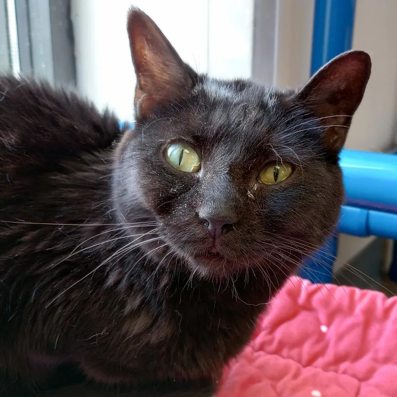 A senior medium-sized female Black Domestic Short Hair cat named Skunk for adoption in Huntsville, AL