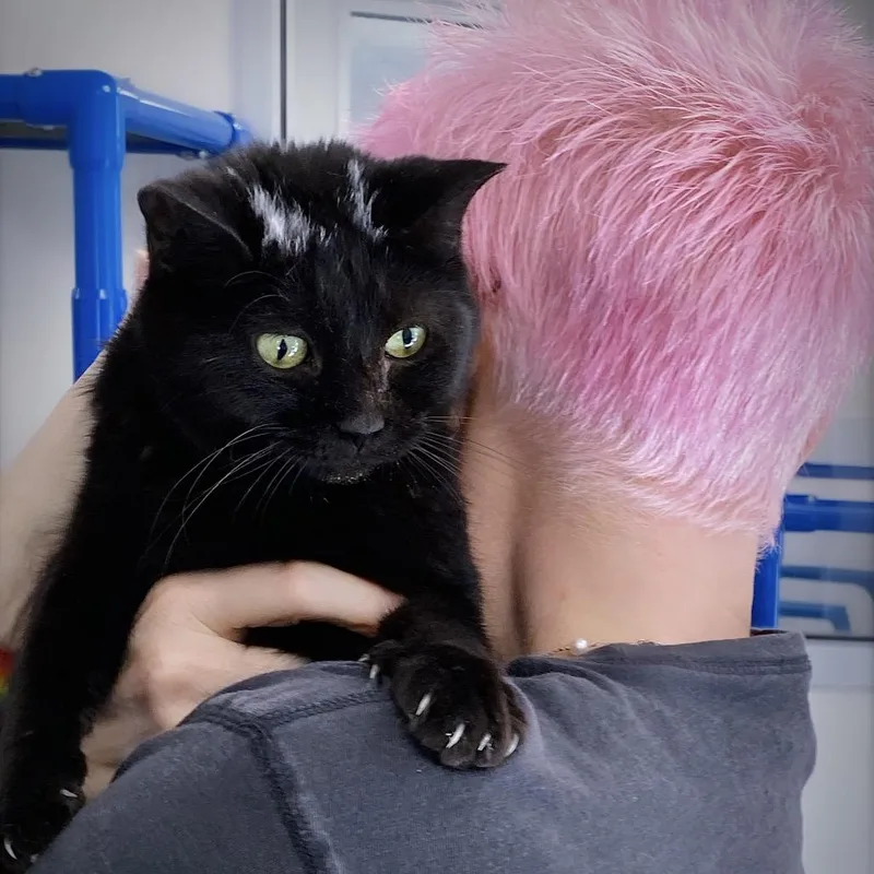 Skunk thumbnail 4