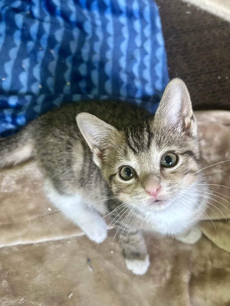 A baby small-sized male Tabby (Buff / Tan / Fawn) Domestic Short Hair cat named Gizmo for adoption in Warminster, PA