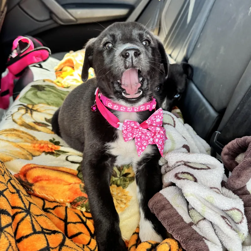 Rosie