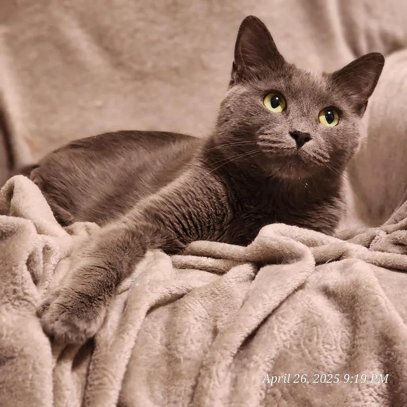An adult medium-sized male Gray / Blue / Silver American Shorthair cat named Simba for adoption in Toms Brook, VA