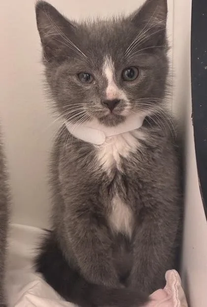 A baby small-sized female Domestic Short Hair cat named Leeny for adoption in West Chester, PA