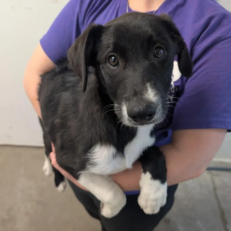 A baby small-sized male Black Border Collie dog named Rossi for adoption in Emporia, KS