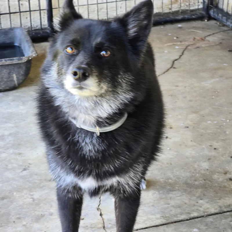 An adult medium-sized male Black Pomeranian dog named Finn for adoption in Zaleski, OH