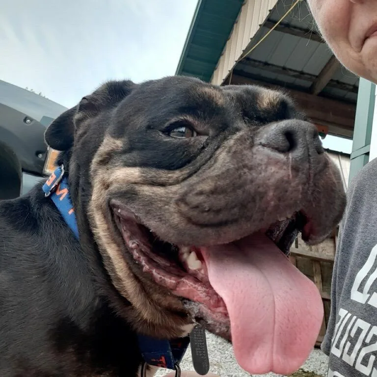 An adult medium-sized male English Bulldog dog named Jeremy for adoption in Mooresville, IN