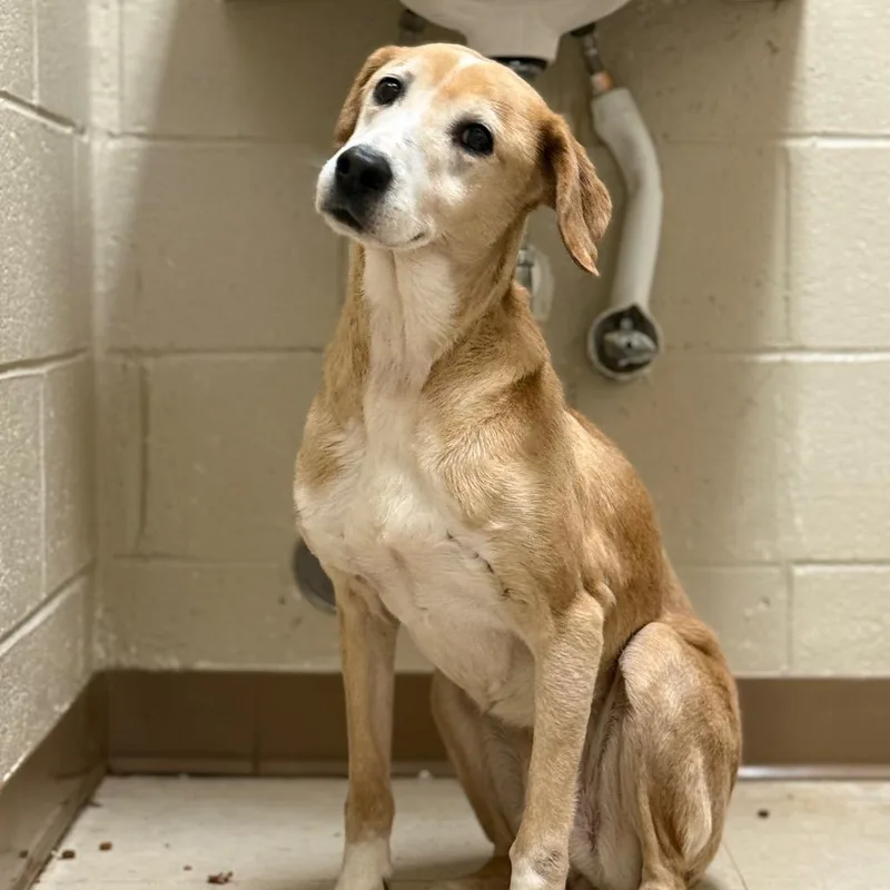 A senior medium-sized female Yellow / Tan / Blond / Fawn Hound dog named Lumi for adoption in Caryville, TN