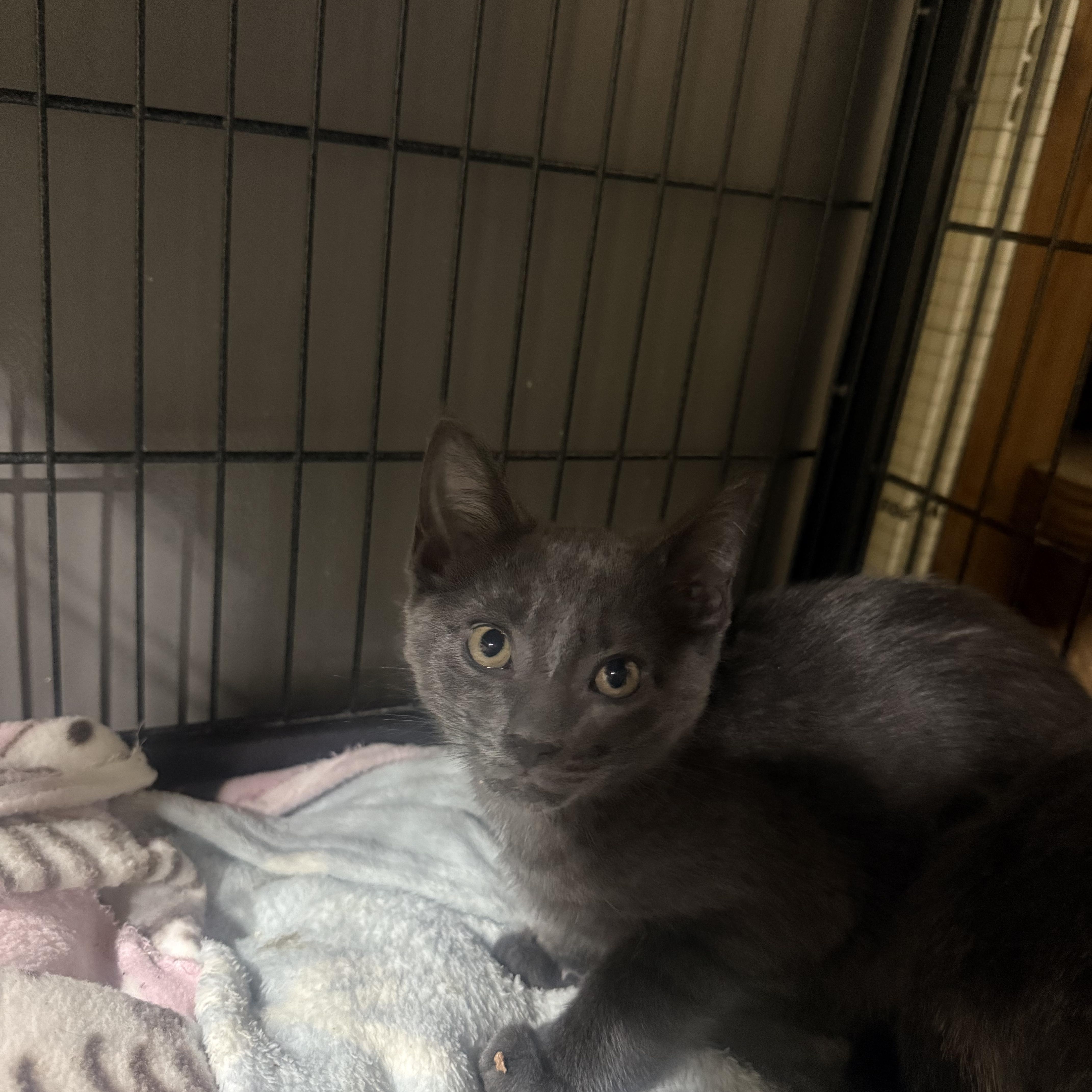 A baby small-sized male American Shorthair cat named Lucky for adoption in North Chesterfield, VA