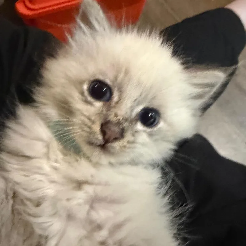A baby small-sized female Seal Point Domestic Long Hair cat named Eleanor for adoption in Brevard, NC