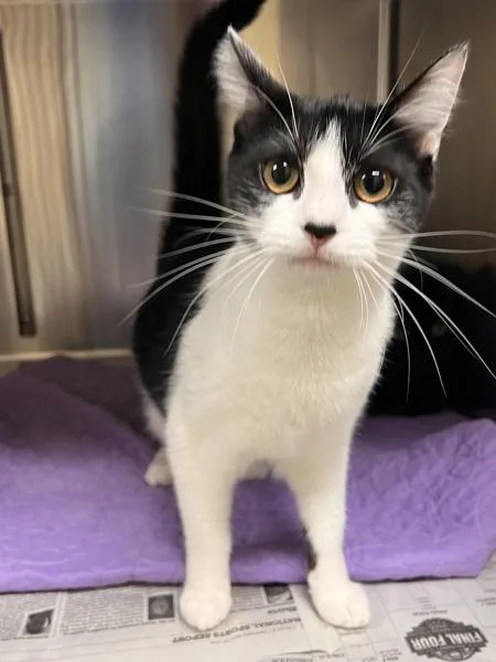 A young small-sized female Domestic Short Hair cat named Shelby for adoption in Virginia Beach, VA
