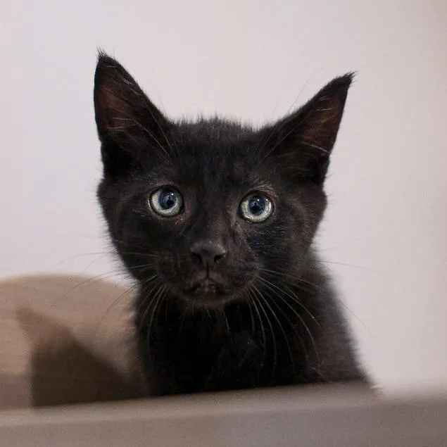 A baby small-sized male Black Domestic Short Hair cat named Cedar for adoption in Bradenton, FL