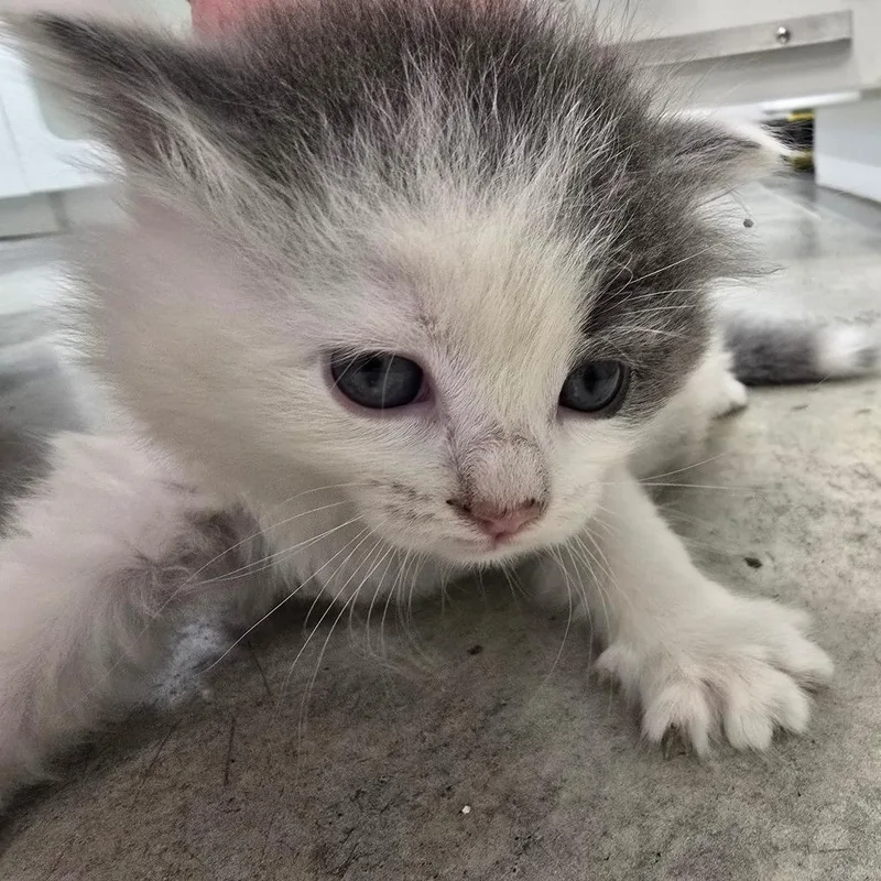 A baby small-sized male White Domestic Short Hair cat named Caleb for adoption in Jasper, IN