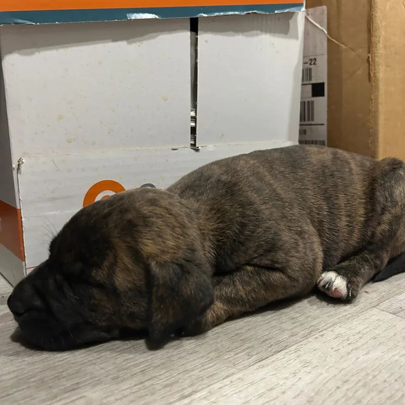 A baby medium-sized female Brindle Labrador Retriever dog named Liberty for adoption in Waldorf, MD