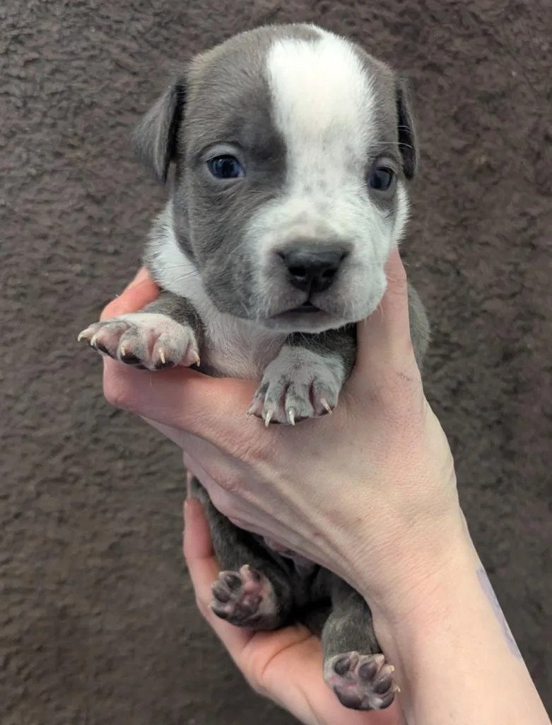 A baby small-sized male Mixed Breed dog named Yoshi for adoption in Barron, WI