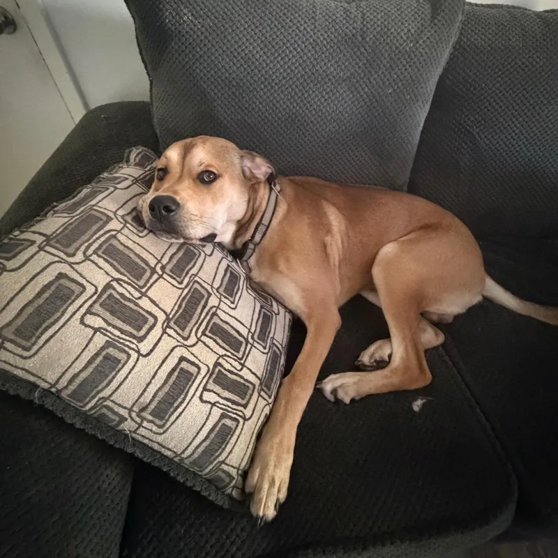 Budderball thumbnail 2