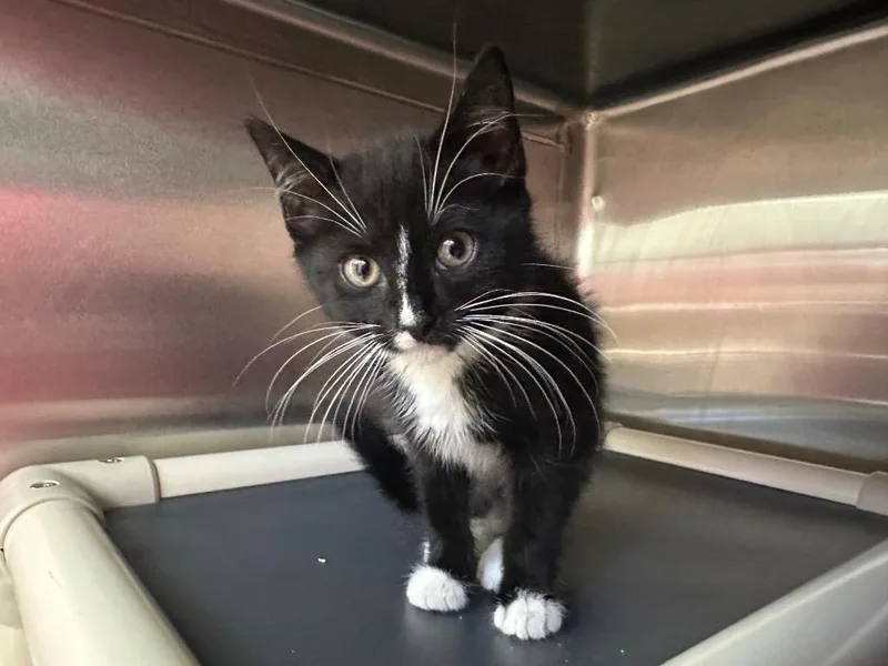 A baby medium-sized female Domestic Short Hair cat named Dice for adoption in Pomona, NY