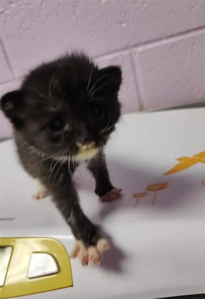 A baby small-sized male Black Domestic Short Hair cat named 60785270 for adoption in El Paso, TX