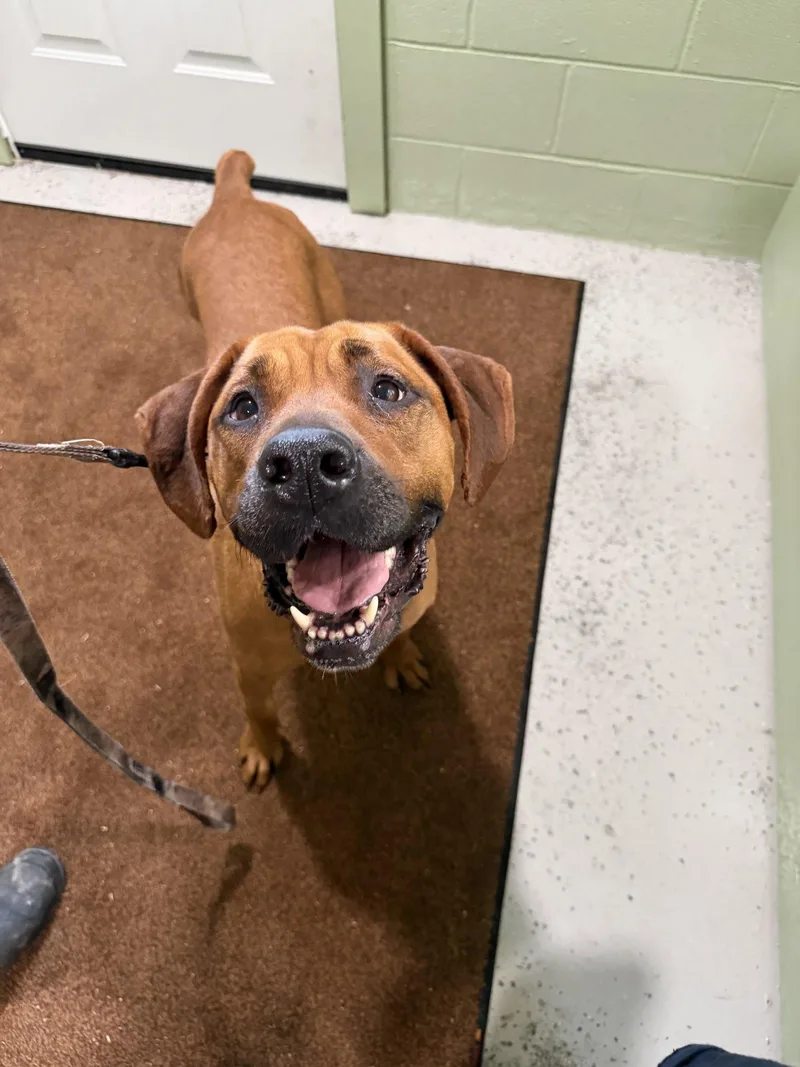 An adult large-sized female Boxer dog named Betsy for adoption in New Martinsville, WV