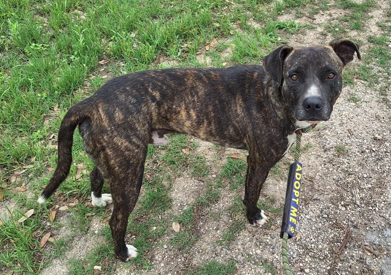 A young large-sized male Mixed Breed dog named Willis for adoption in Lockhart, TX