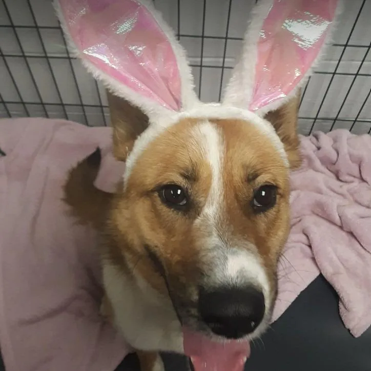 An adult medium-sized female Yellow / Tan / Blond / Fawn Australian Shepherd dog named Junebug for adoption in Nashville, TN