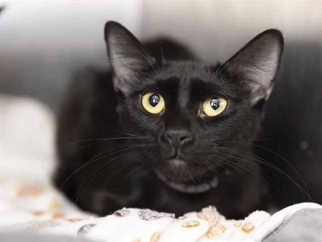 A young small-sized female Domestic Short Hair cat named Oreo for adoption in Phoenix, AZ