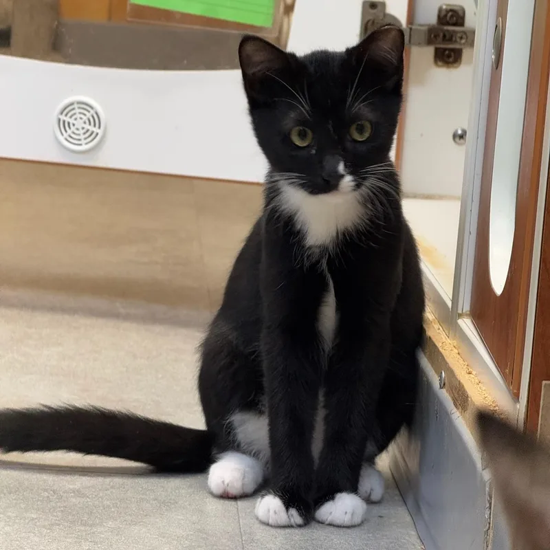 A baby medium-sized male Domestic Short Hair cat named Miata for adoption in Kent, WA