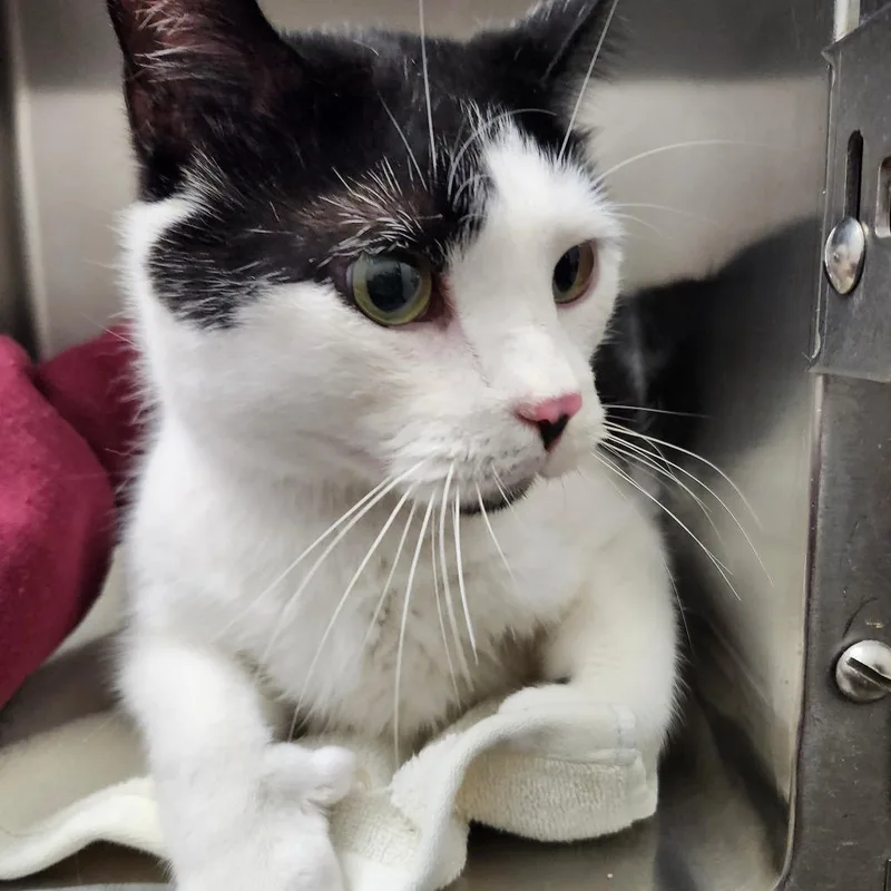 An adult large-sized male White Domestic Short Hair cat named Sherlock for adoption in Ballston Spa, NY