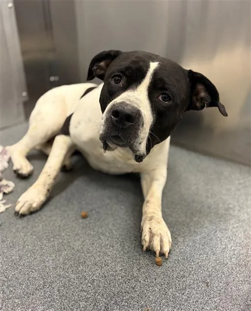 An adult large-sized male Mixed Breed dog named Speedy for adoption in Dallas, TX